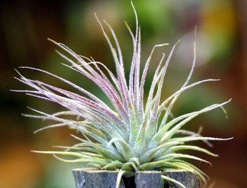 Tillandsia ionantha (Guatenala)